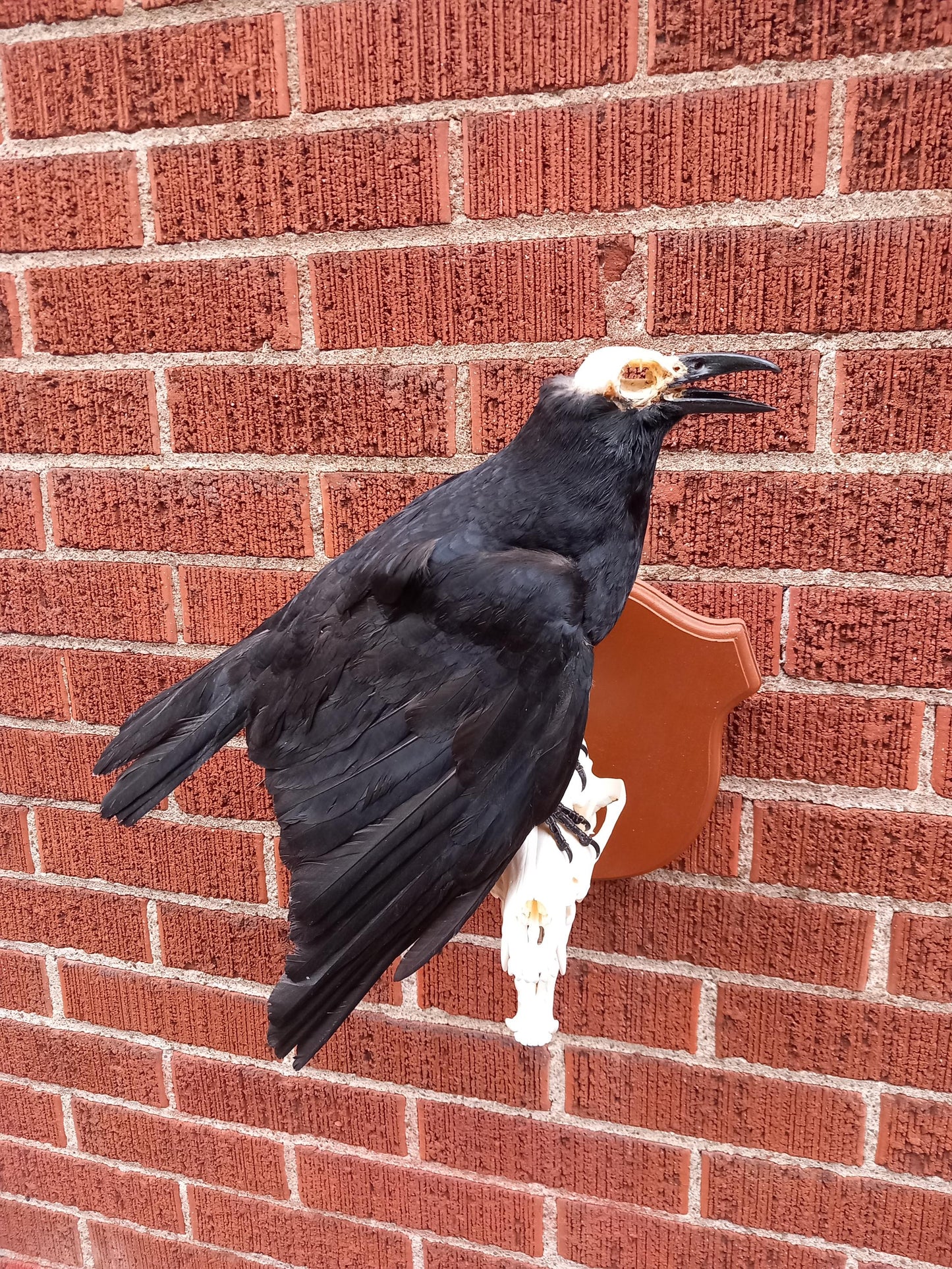 Standing wall mounted carrion crow taxidermy with skull exposed standing on a Coyote Skull