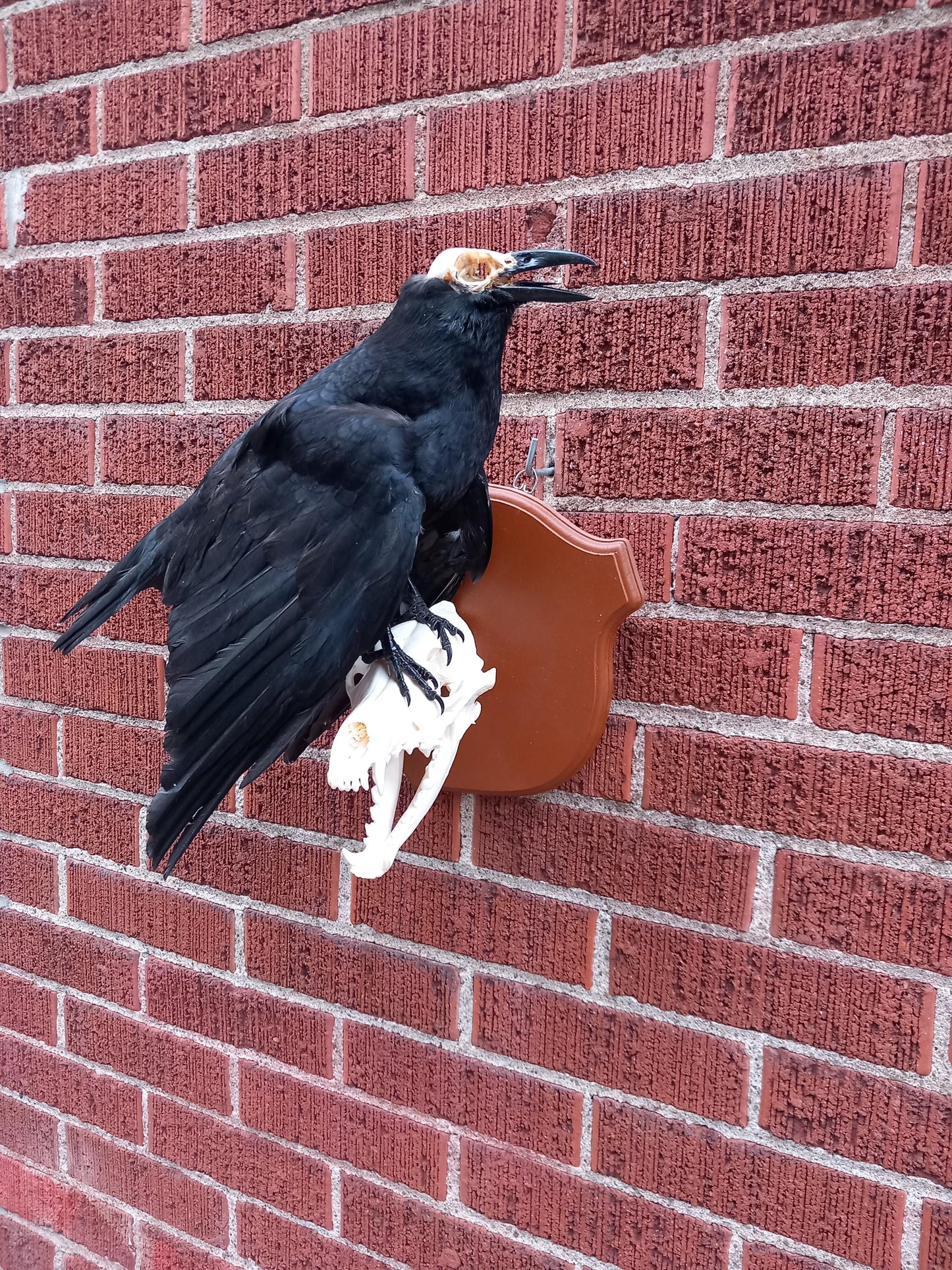 Standing wall mounted carrion crow taxidermy with skull exposed standing on a Coyote Skull