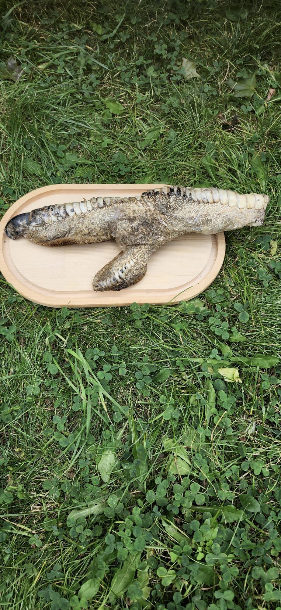 Huge ostrich foot taxidermy on oval wood base