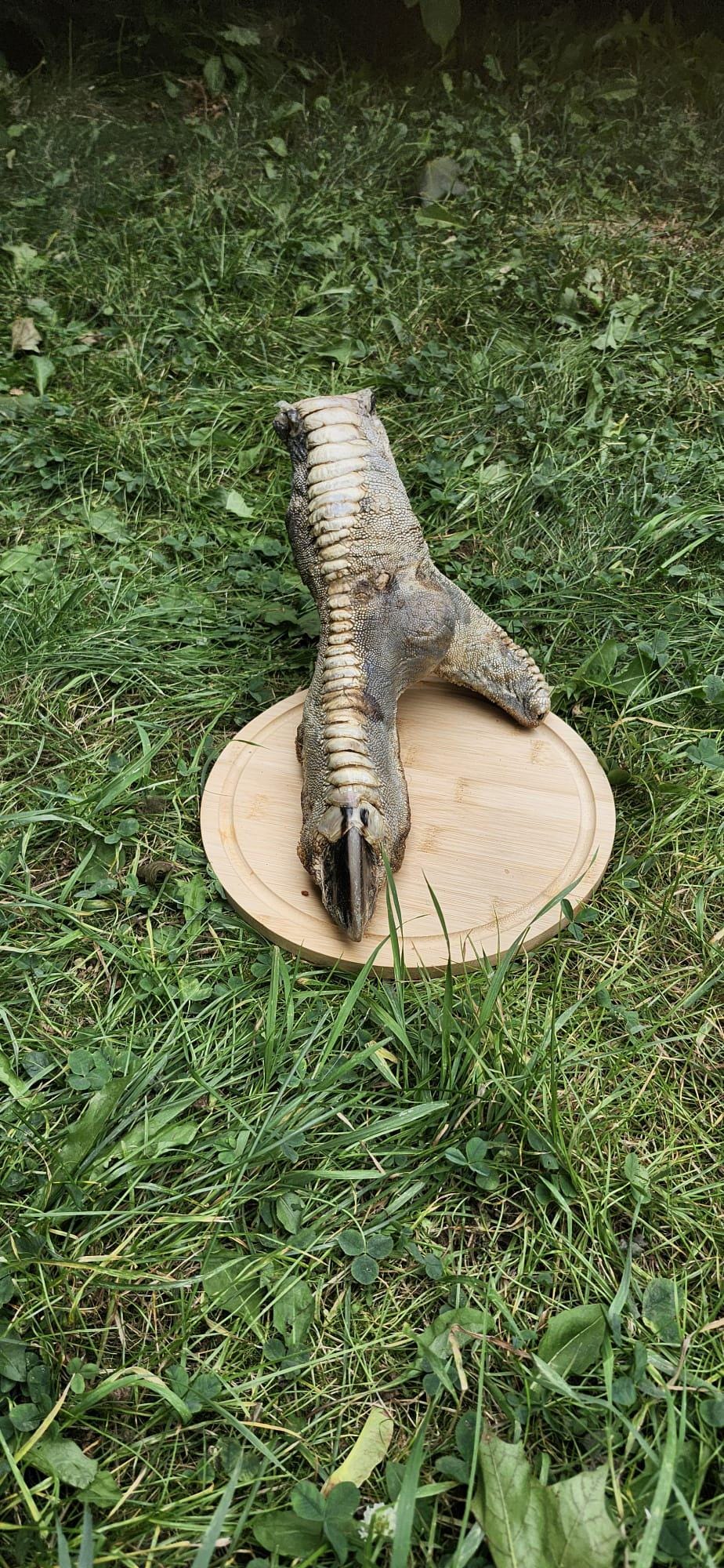 Huge ostrich foot taxidermy