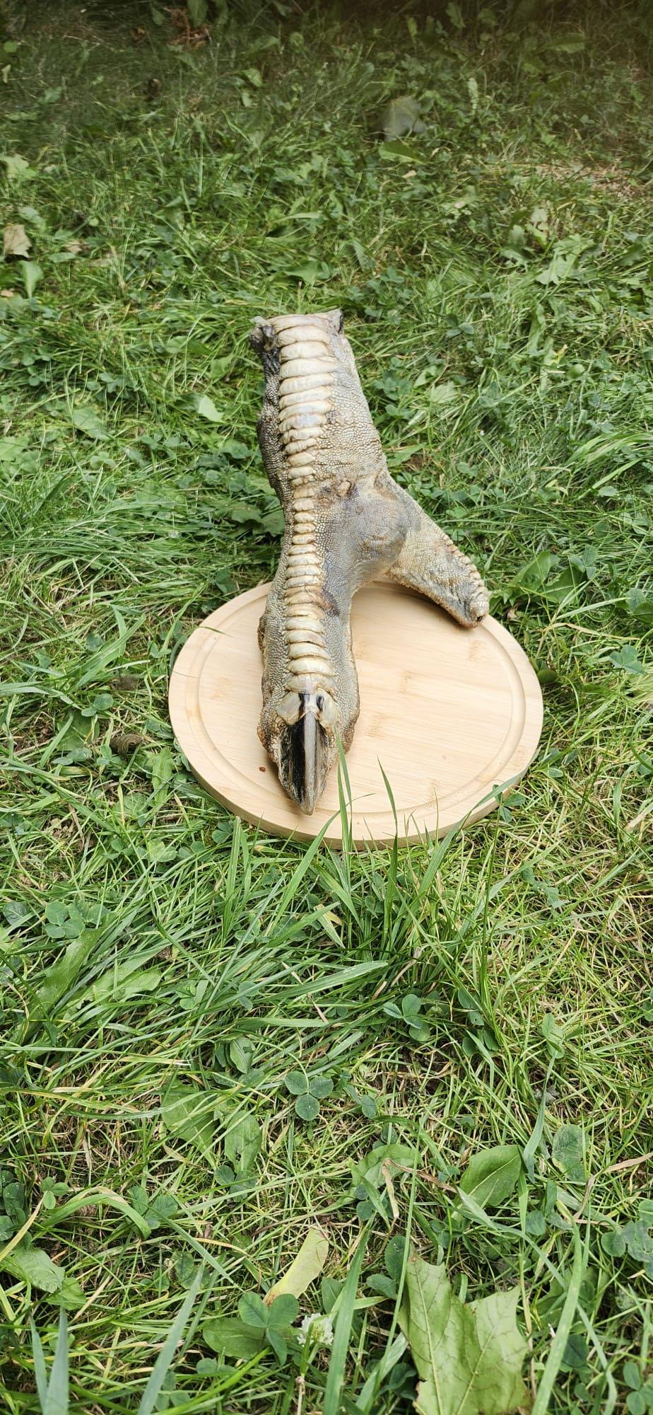 Huge ostrich foot taxidermy