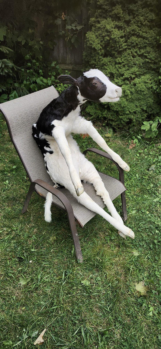 High quality soft mount black and white calf taxidermy
