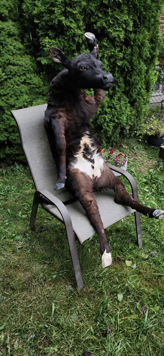 Soft mount black calf taxidermy