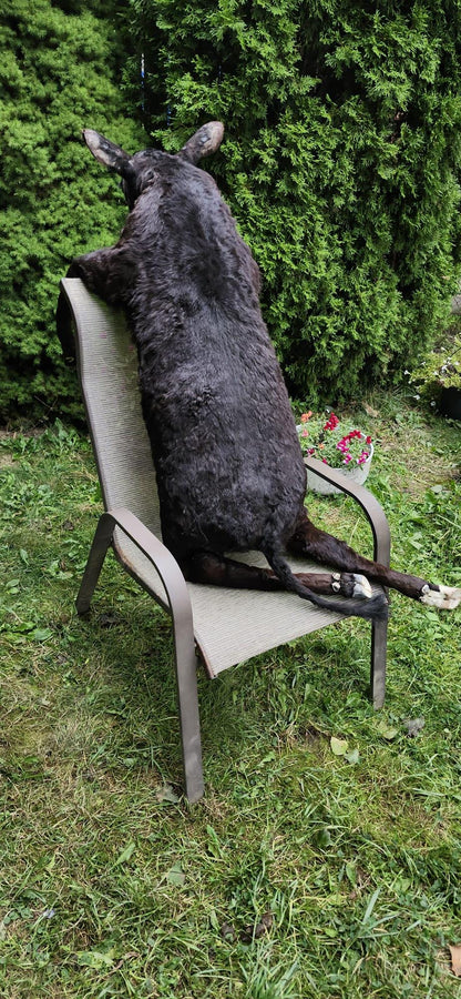 Soft mount black calf taxidermy
