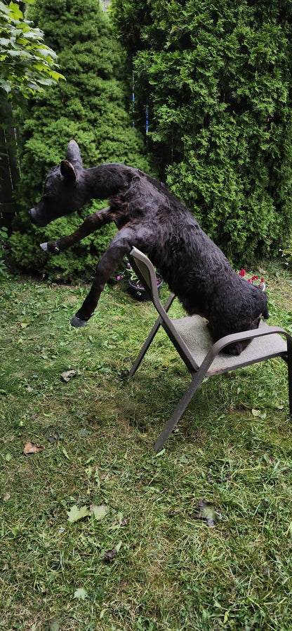 Soft mount black calf taxidermy