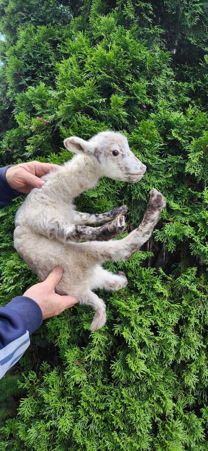 Soft mount baby lamb taxidermy, baby goat taxidermy, ram