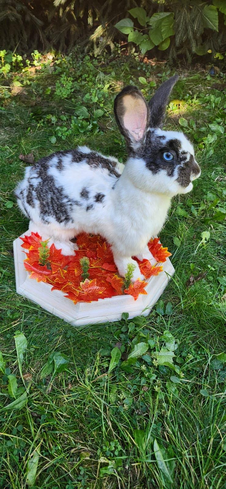 Very nice black and white rabbit taxidermy, standing bunny mount, jackalope