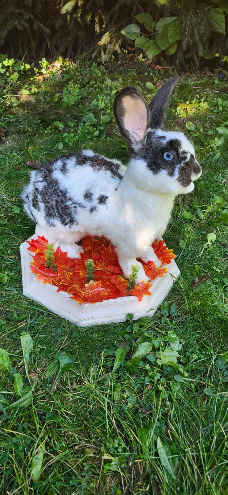 Very nice black and white rabbit taxidermy, standing bunny mount, jackalope