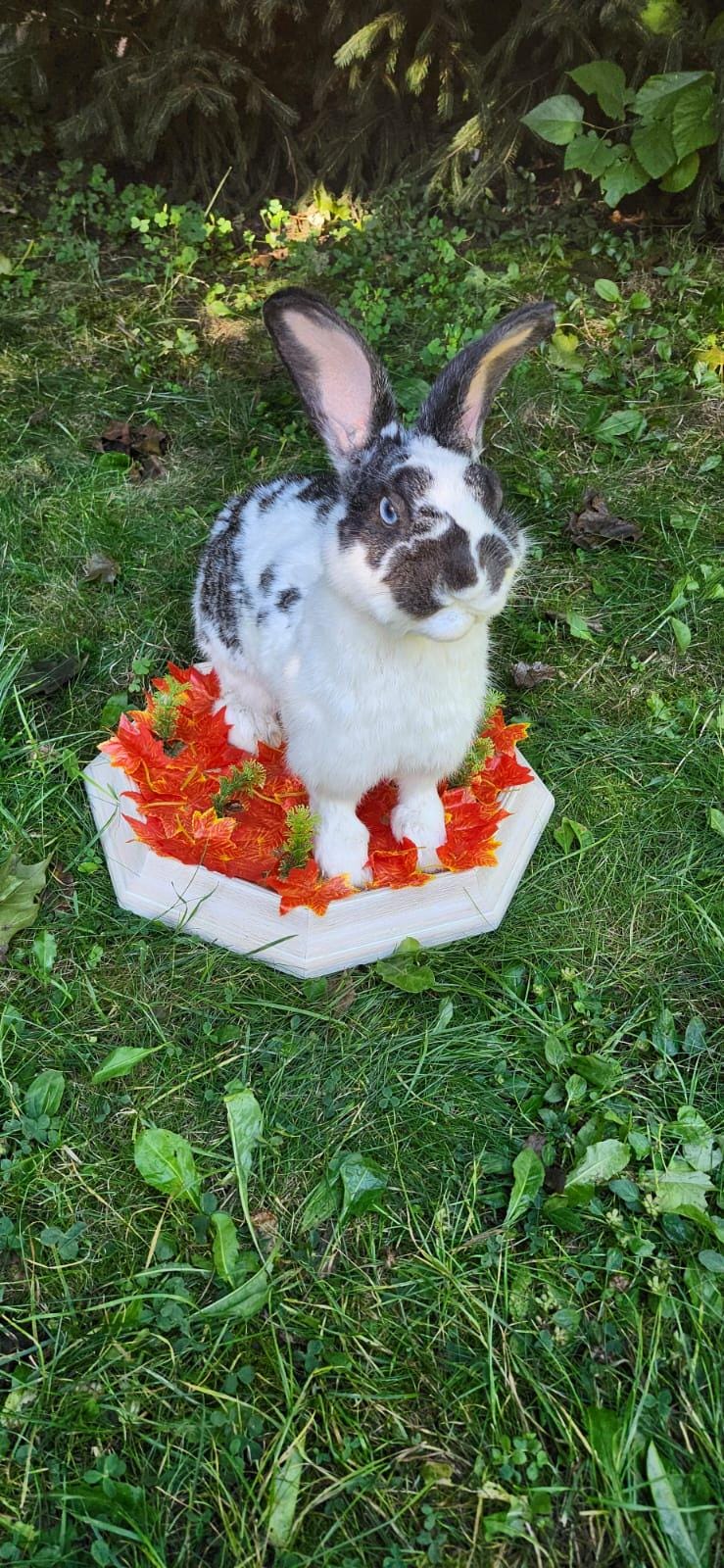 Very nice black and white rabbit taxidermy, standing bunny mount, jackalope