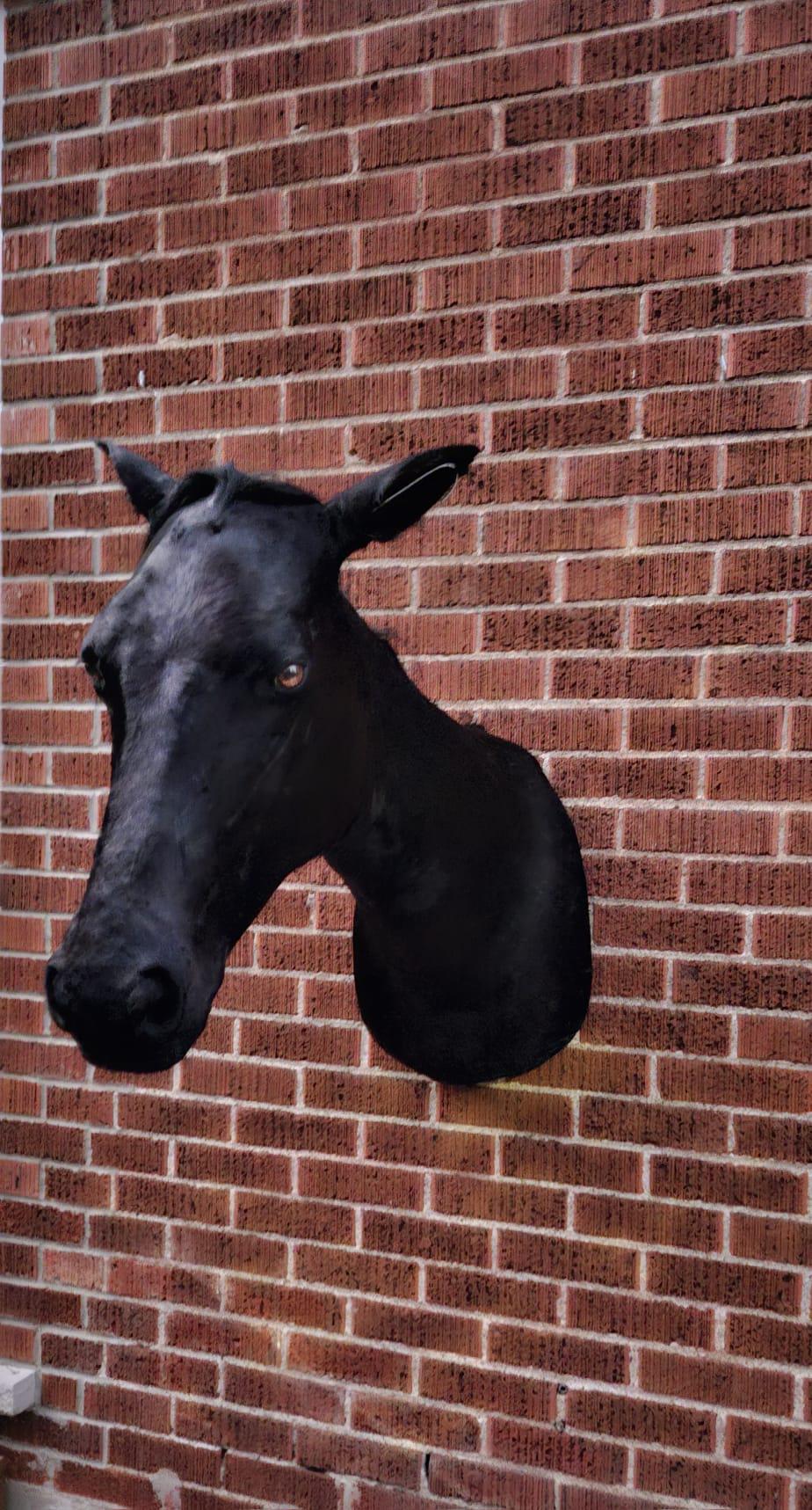 Black shoulder mount horse taxidermy wall mounted
