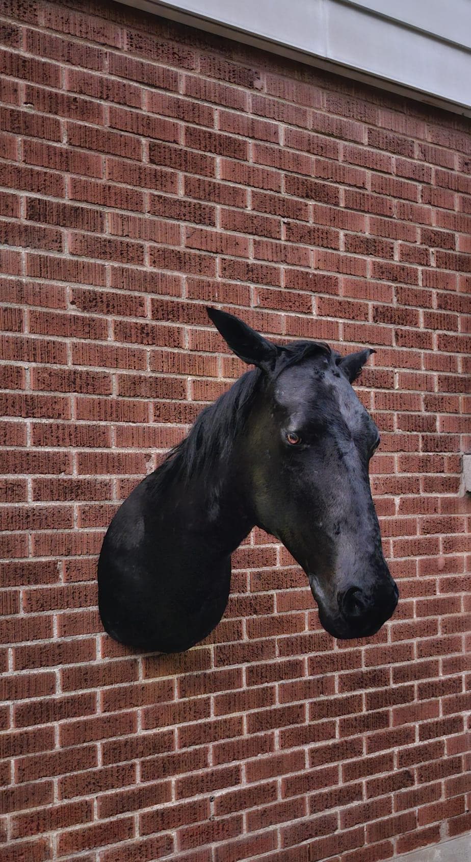 Black shoulder mount horse taxidermy wall mounted