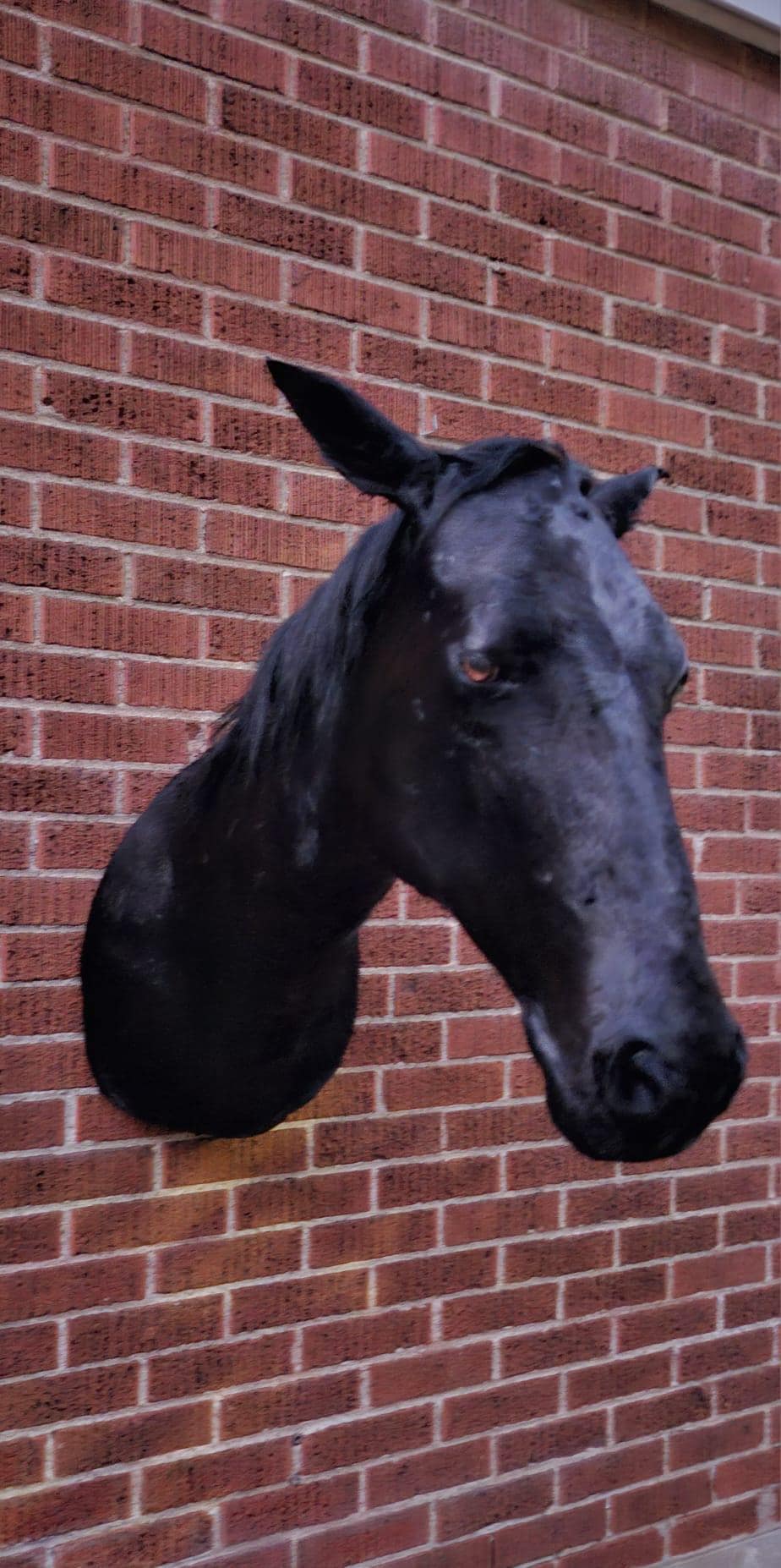 Black shoulder mount horse taxidermy wall mounted