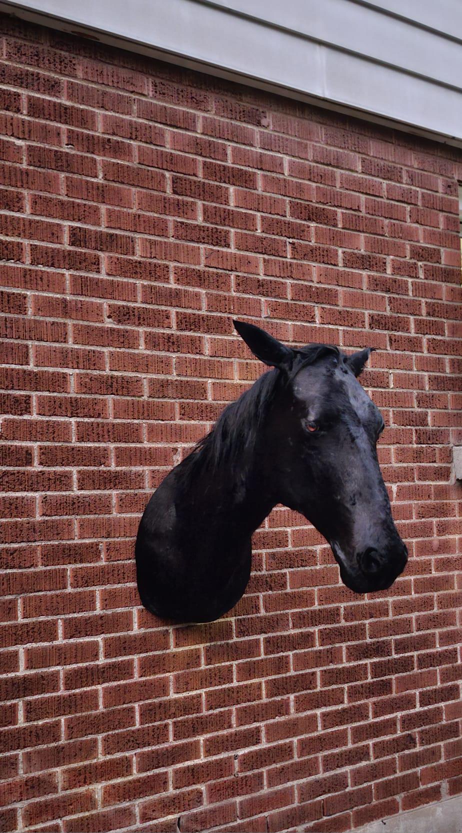 Black shoulder mount horse taxidermy wall mounted