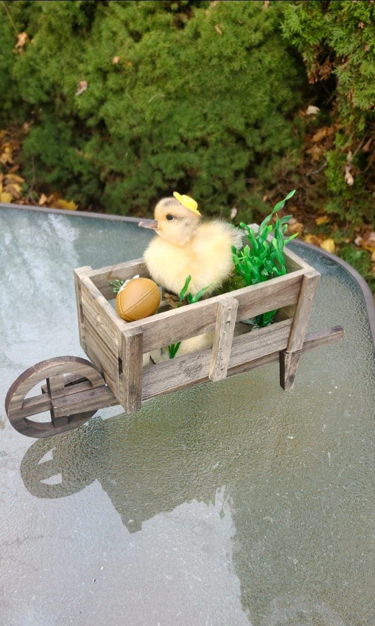 Cute duckling taxidermy riding a wooden wagon