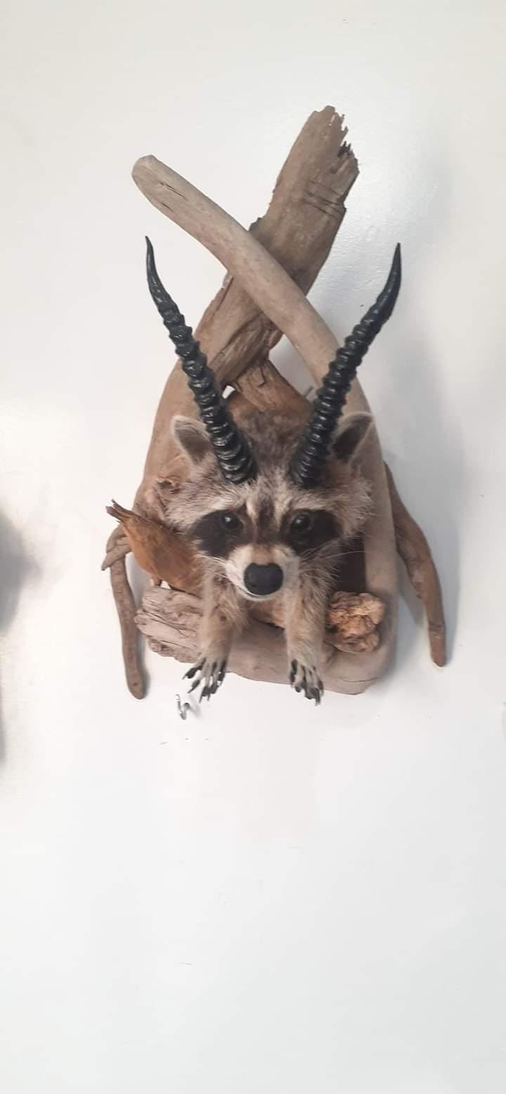 Shoulder mount raccoon taxidermy with horns, racalope