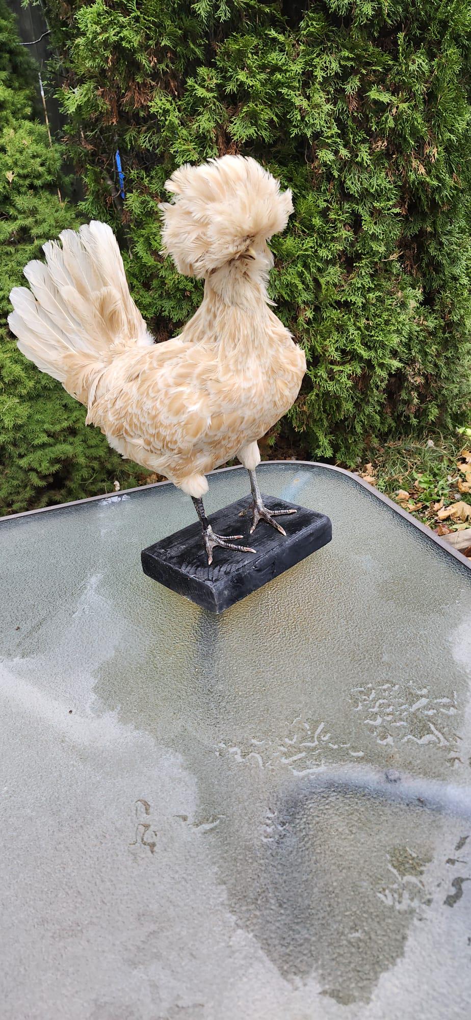 Chicken taxidermy