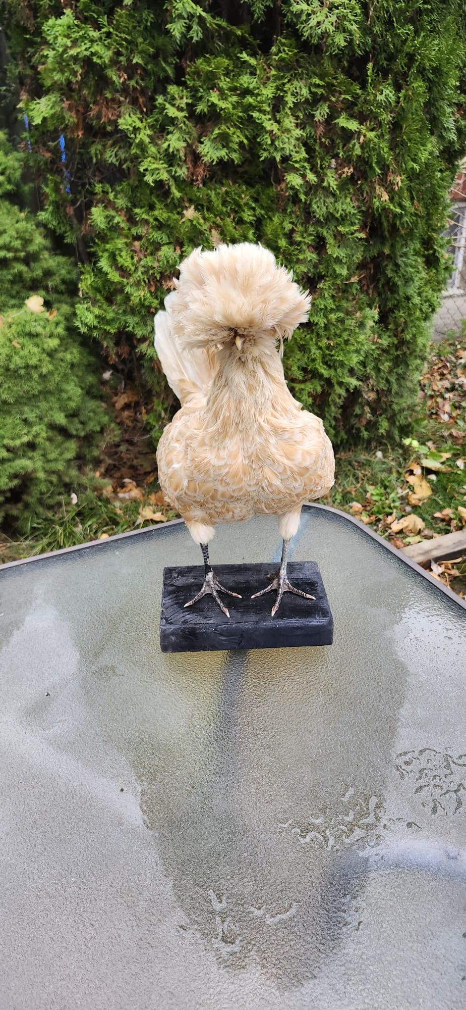 Chicken taxidermy