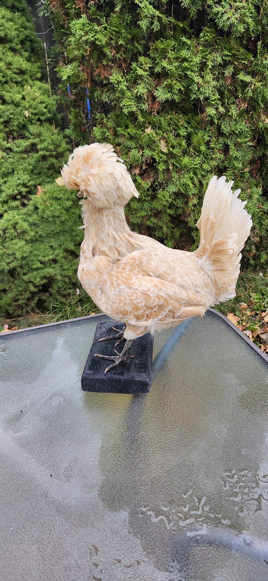 Chicken taxidermy