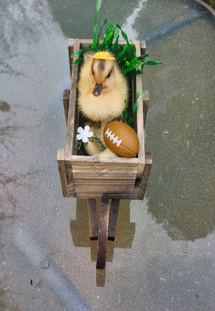 Cute duckling taxidermy riding a wooden wagon