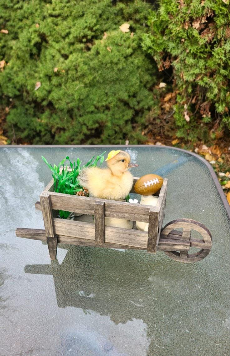 Cute duckling taxidermy riding a wooden wagon