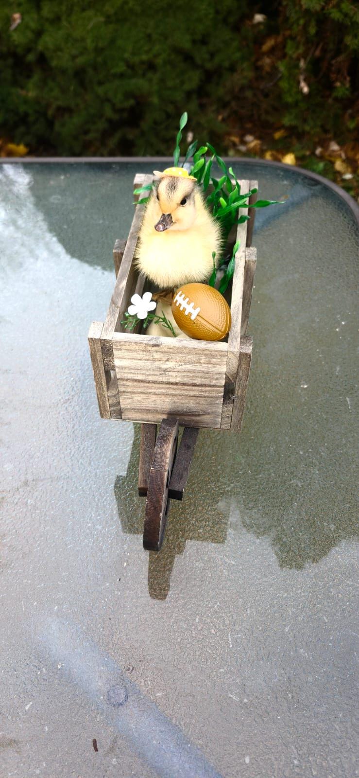 Cute duckling taxidermy riding a wooden wagon