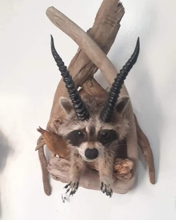 Shoulder mount raccoon taxidermy with horns, racalope