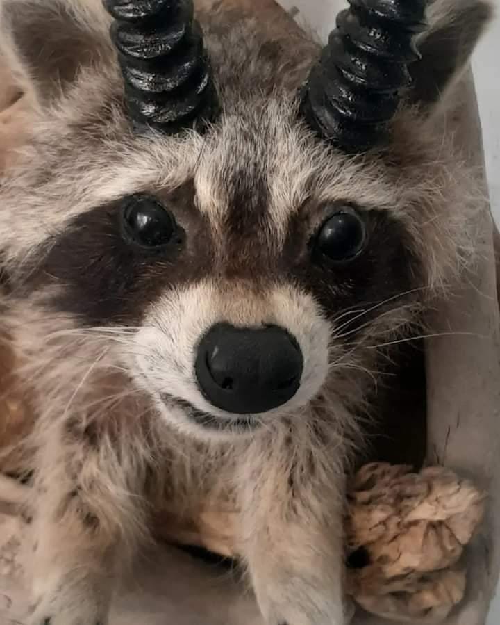 Shoulder mount raccoon taxidermy with horns, racalope
