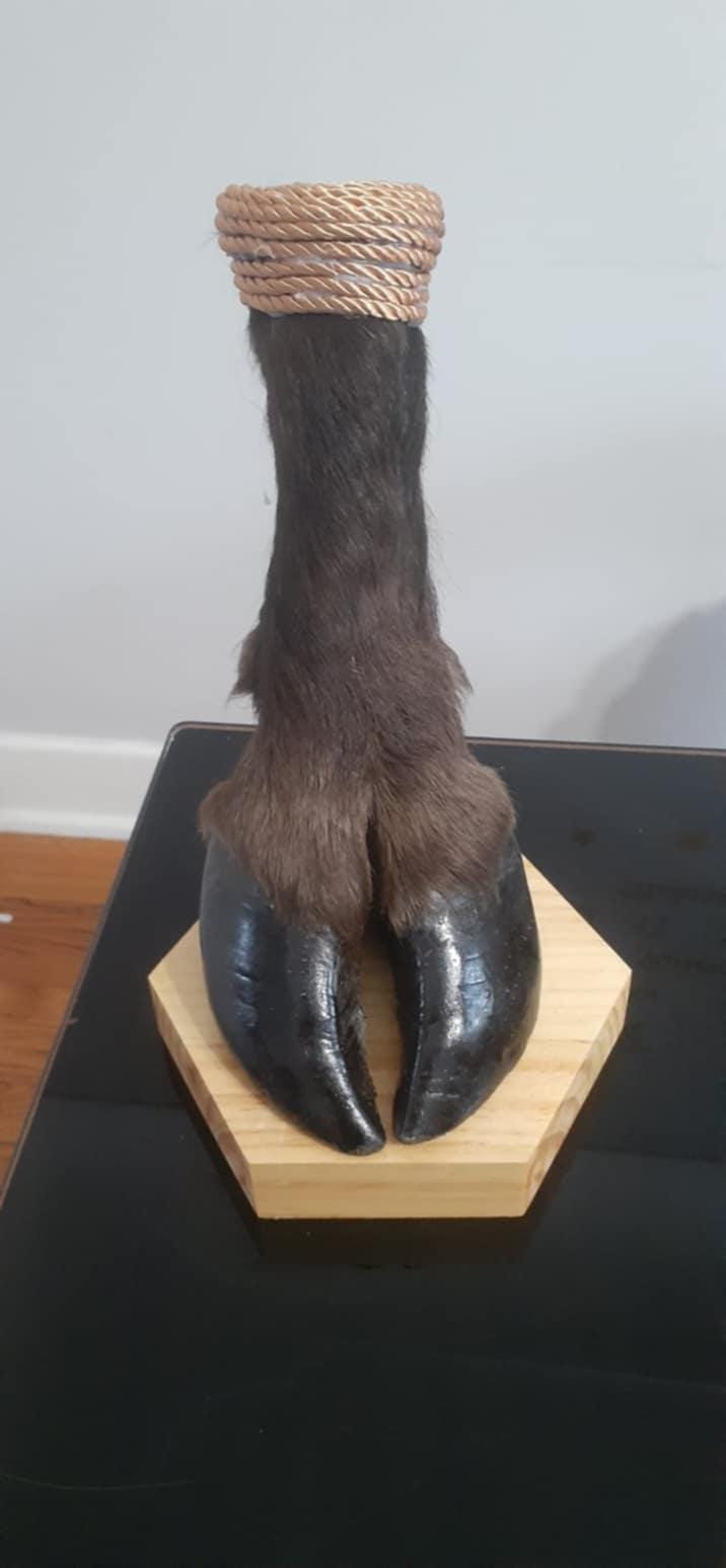 Bison foot taxidermy