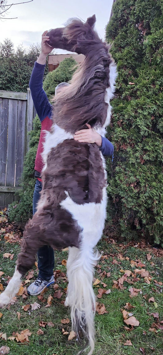 Rare to find soft mount full body horse taxidermy