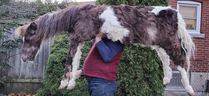 Rare to find soft mount full body horse taxidermy