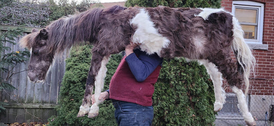 Rare to find soft mount full body horse taxidermy