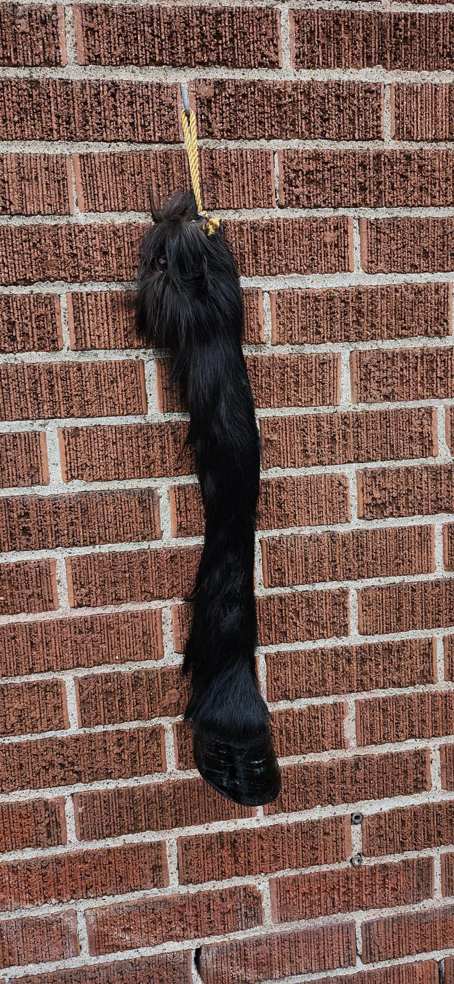 Very nice and unique high quality and rare to find horse leg taxidermy, horse hoof mount