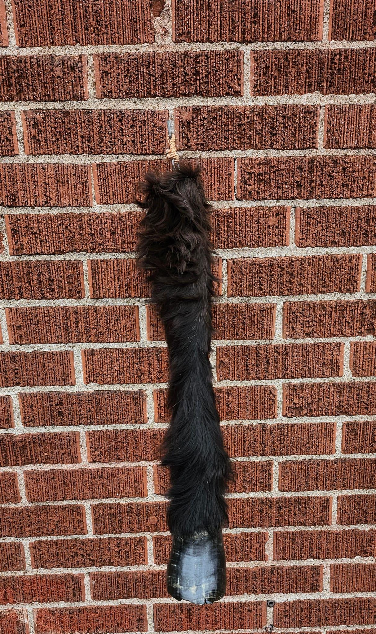 Very nice and unique high quality and rare to find horse leg taxidermy, horse hoof mount