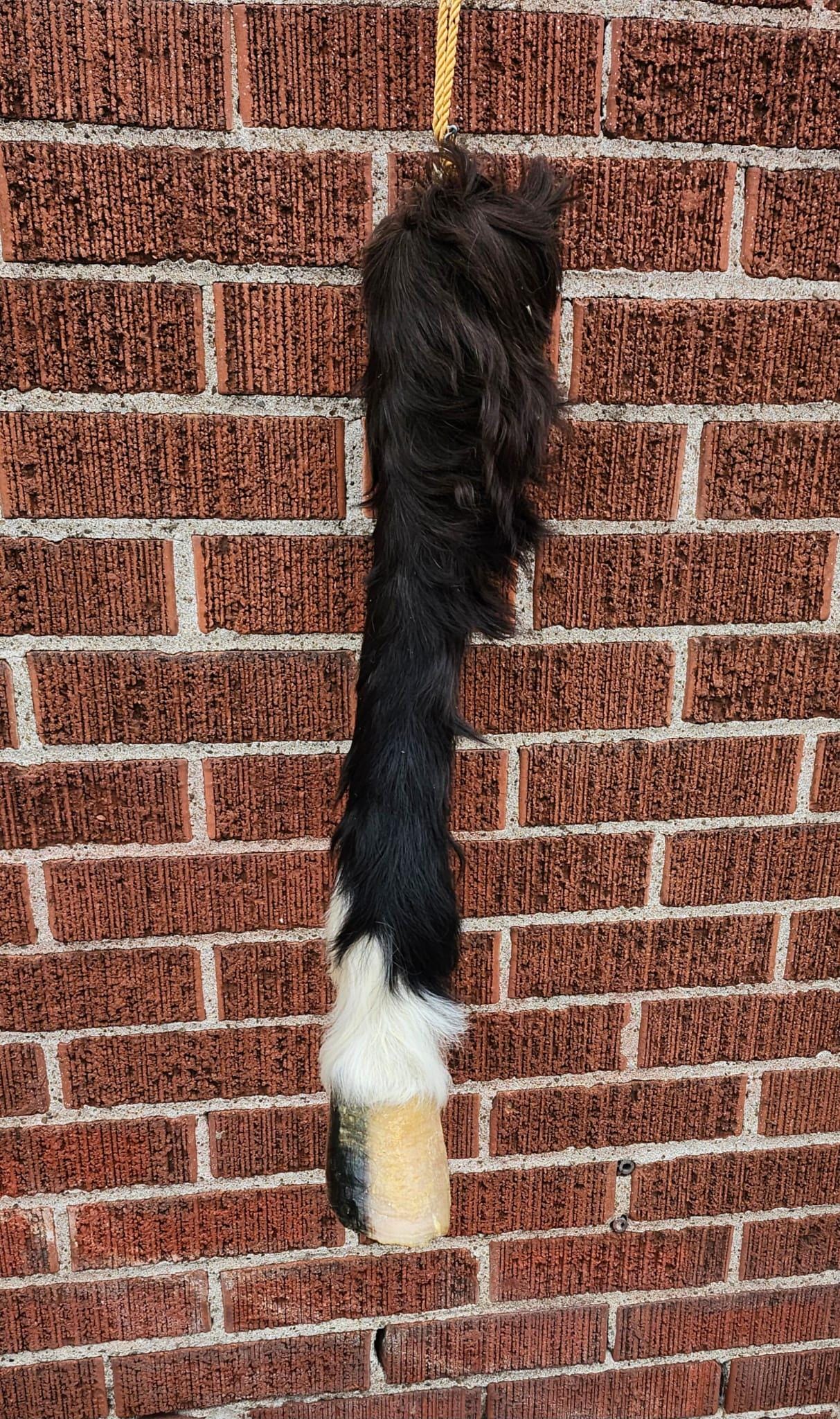 Very nice and unique high quality and rare to find horse leg taxidermy, horse hoof mount