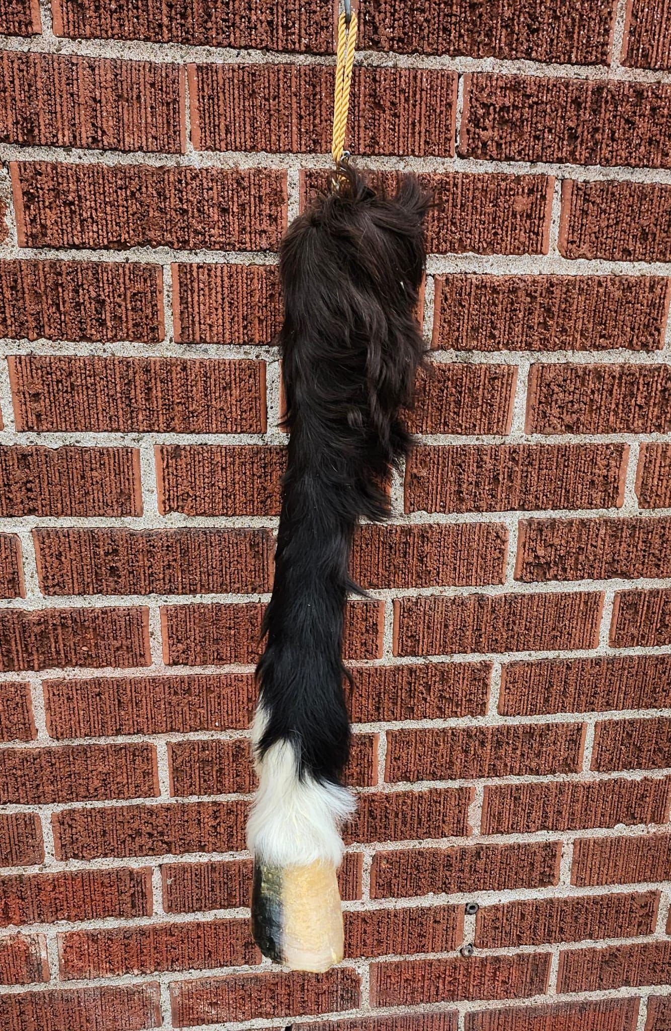 Very nice and unique high quality and rare to find horse leg taxidermy, horse hoof mount