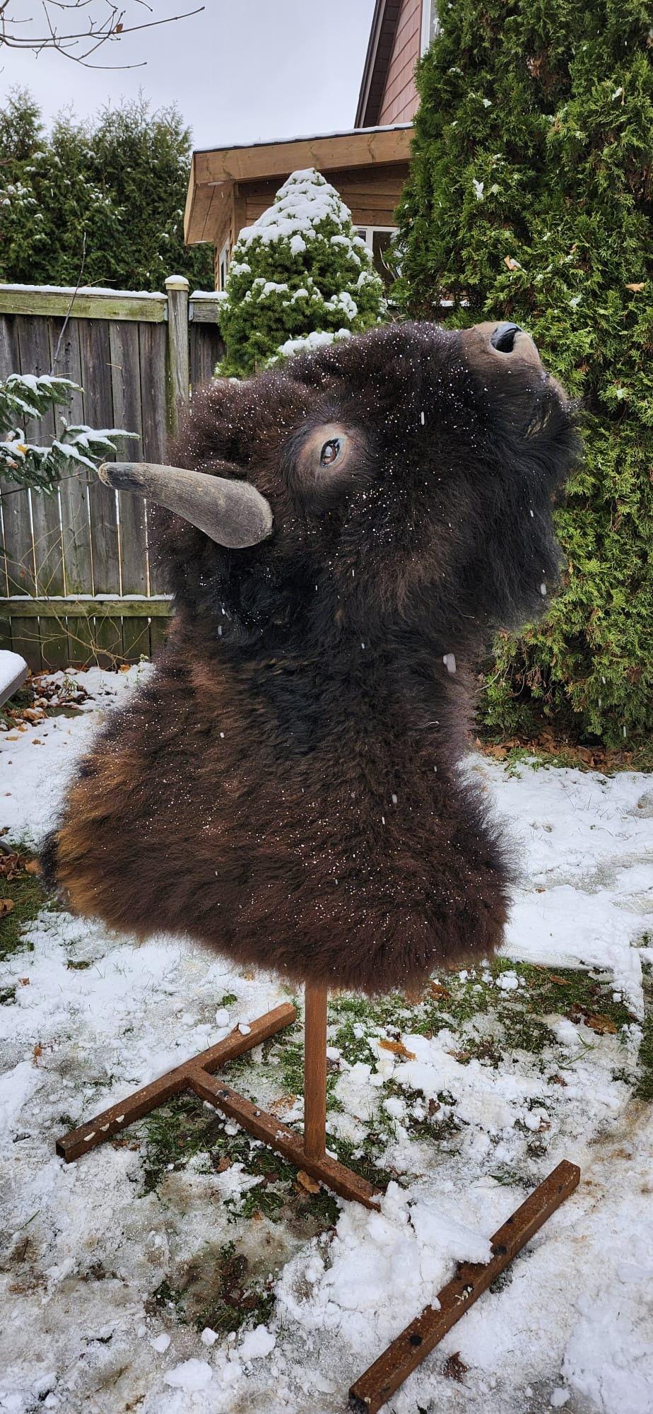 Shoulder mount bison/buffalo taxidermy