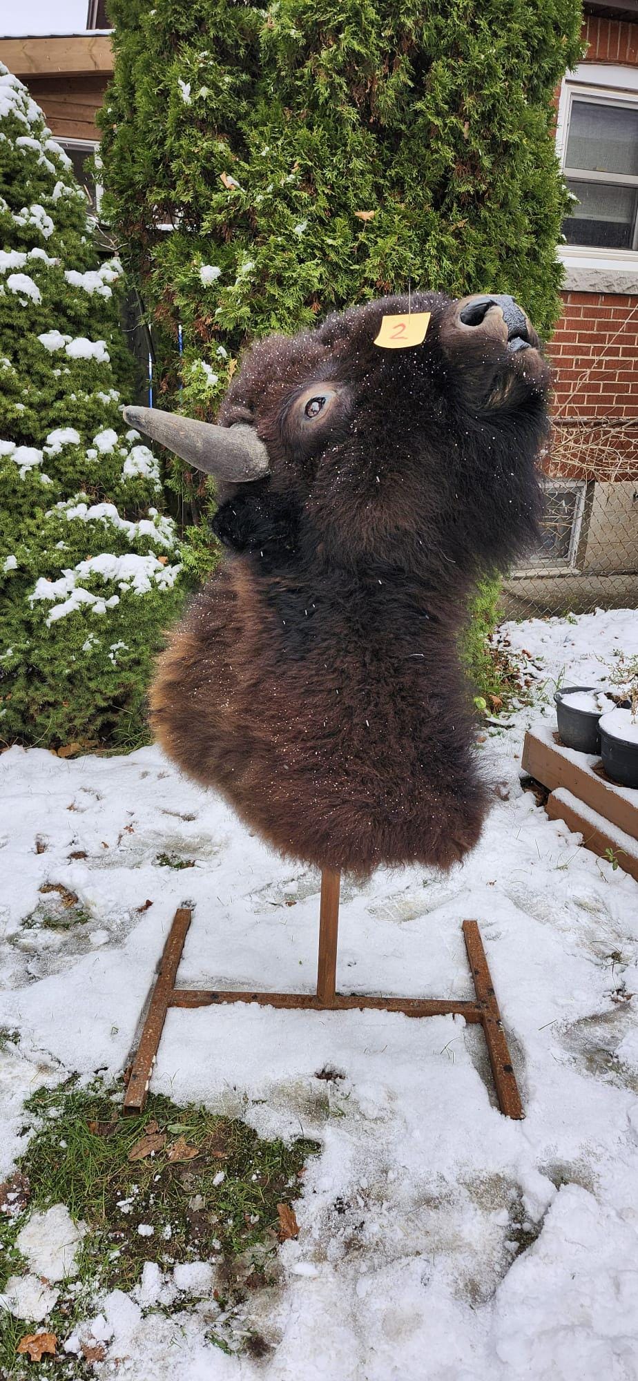 Shoulder mount bison/buffalo taxidermy