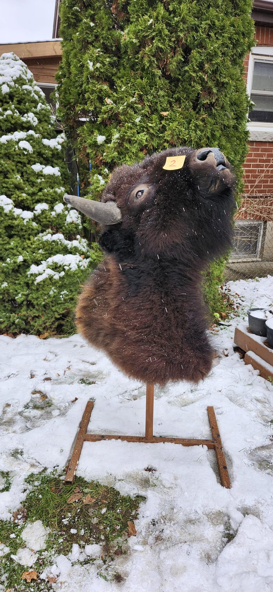 Shoulder mount bison/buffalo taxidermy