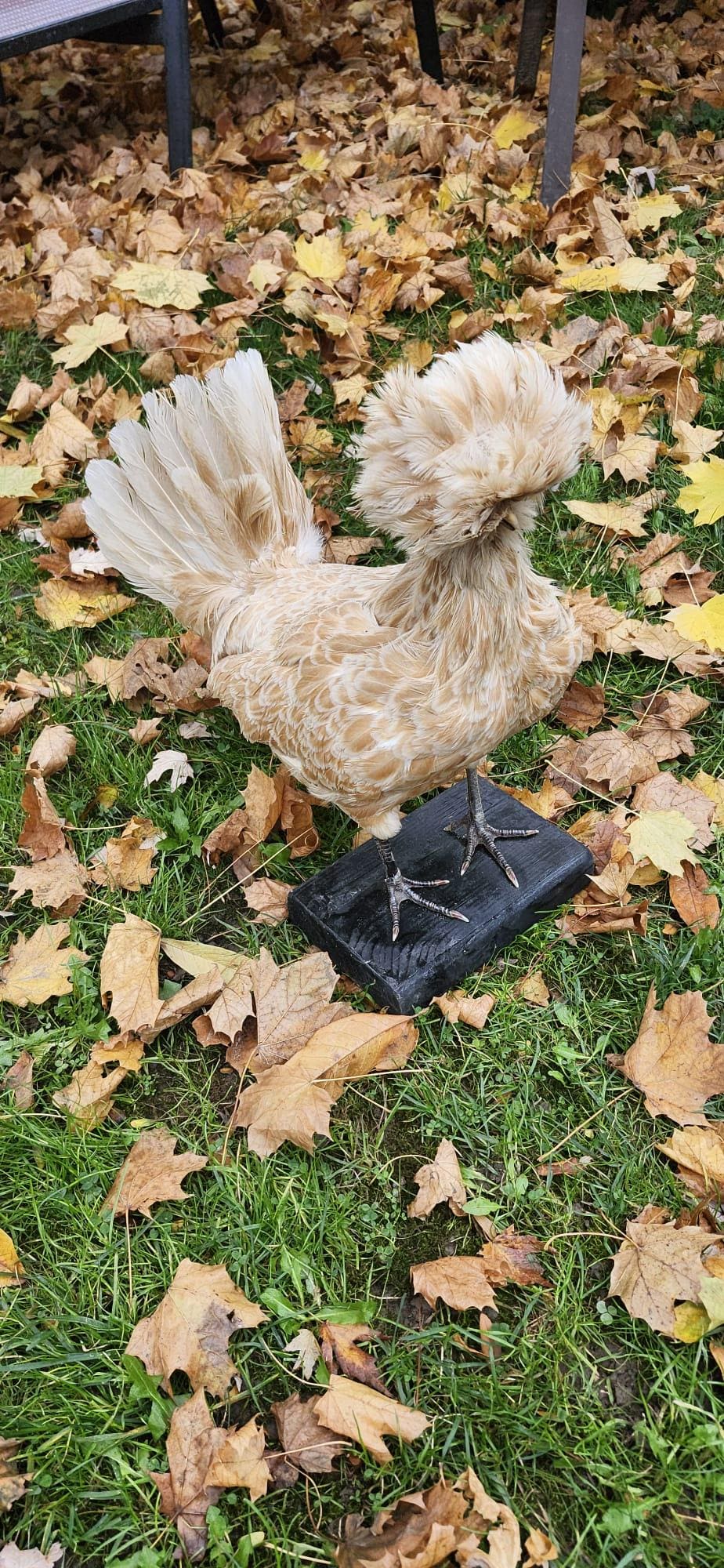 Chicken taxidermy