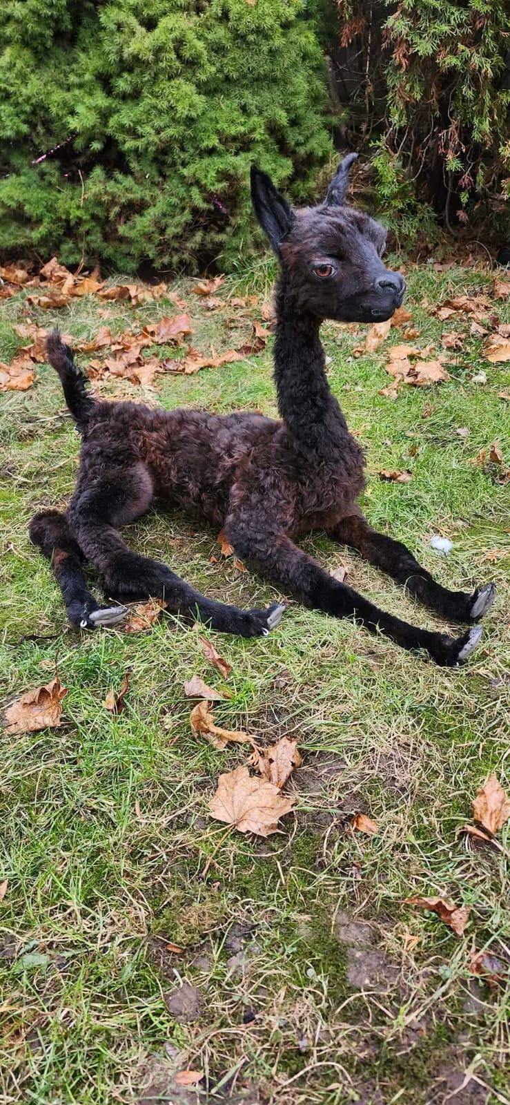 Fully posable soft mount baby Alpaca taxidermy