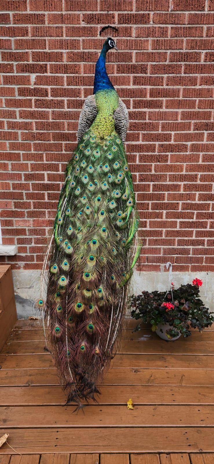 Wall mounted peacock taxidermy