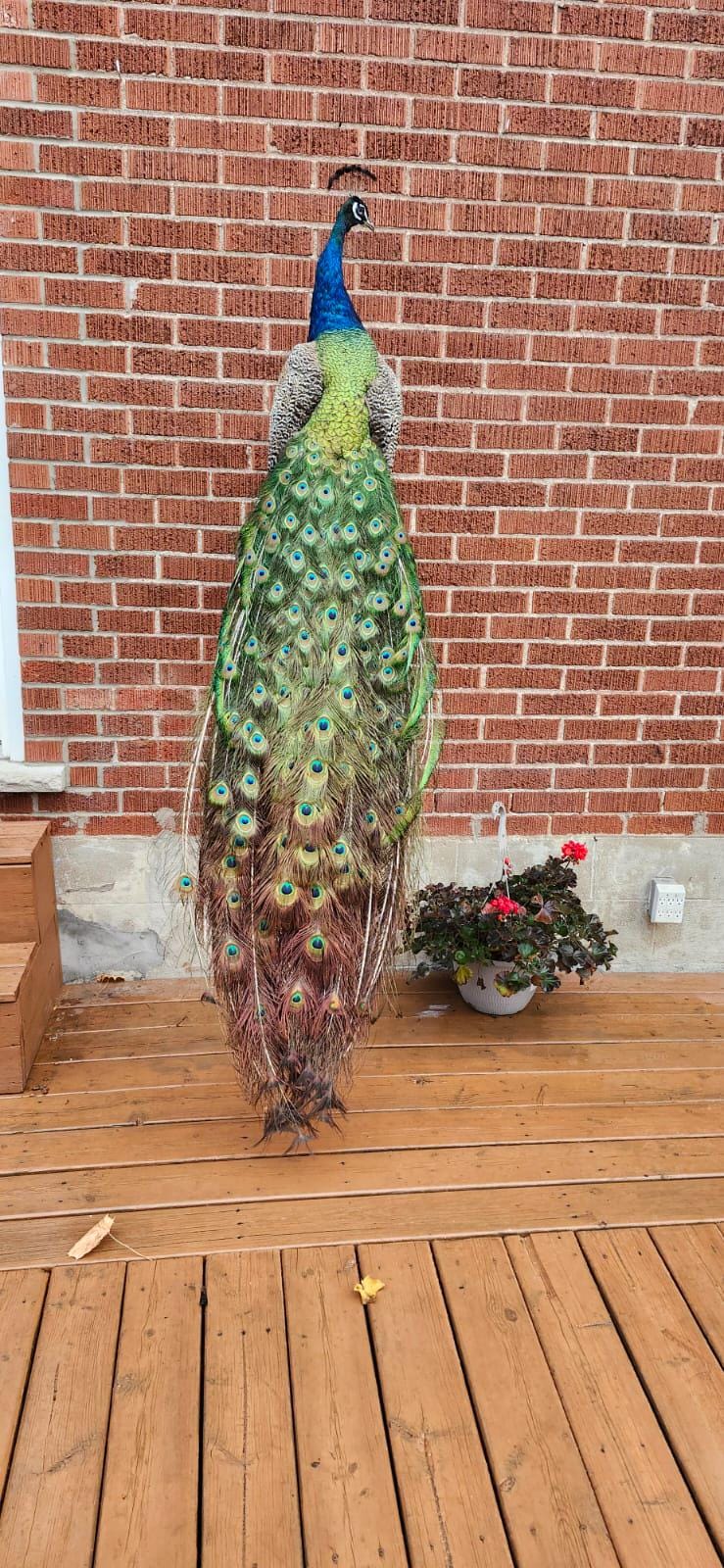 Wall mounted peacock taxidermy
