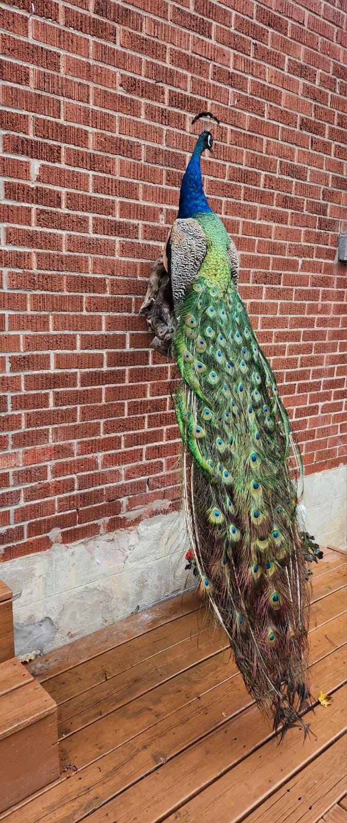 Wall mounted peacock taxidermy