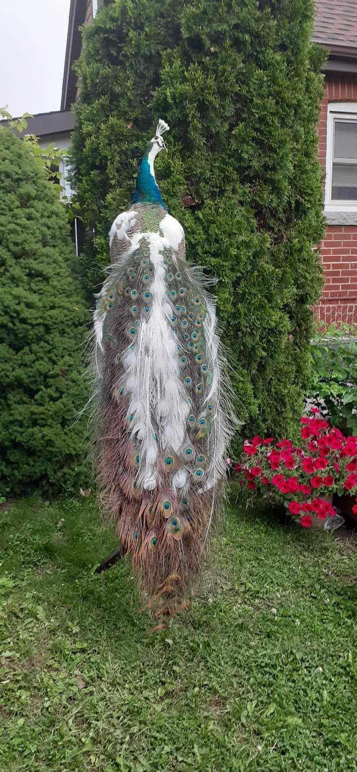 Standing peid peacock taxidermy