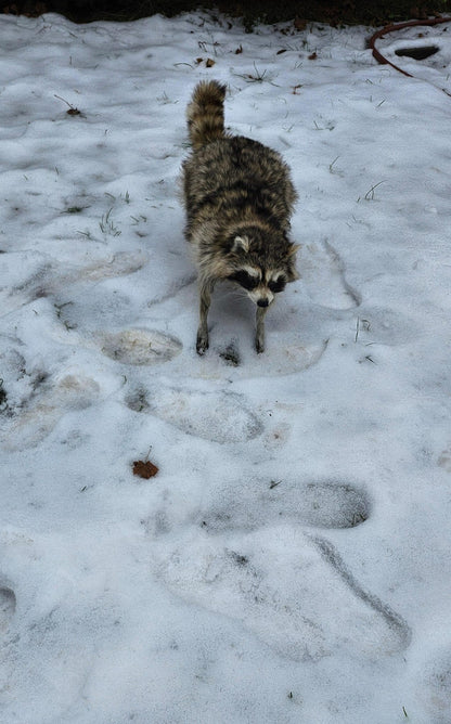 Fully posable soft mount raccoon taxidermy