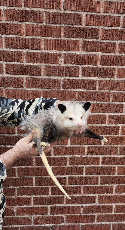 Soft mount Large opossum taxidermy