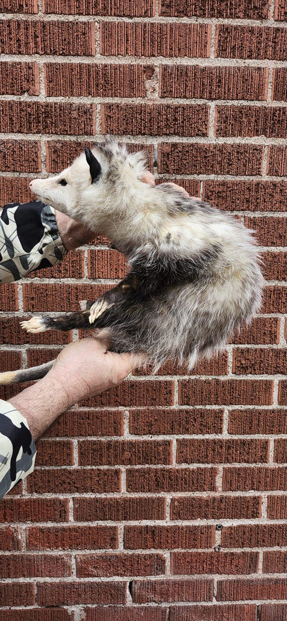 Soft mount Large opossum taxidermy