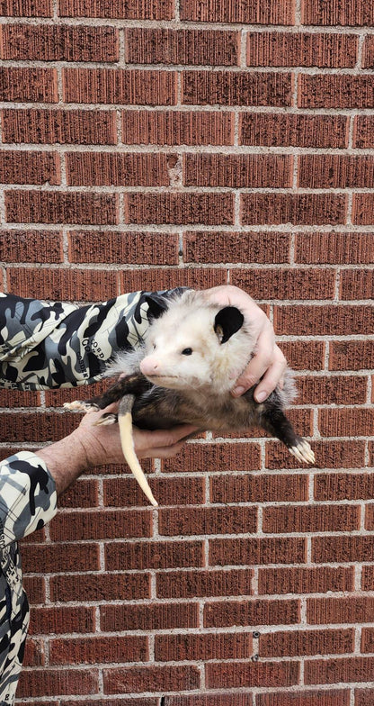 Soft mount Large opossum taxidermy