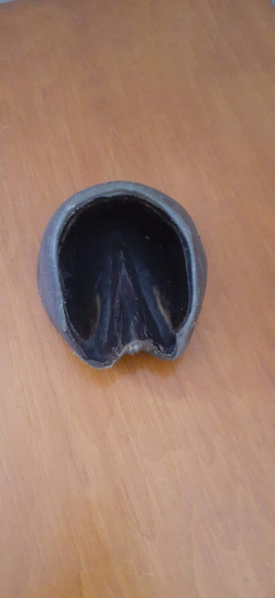 Black horse hoof taxidermy