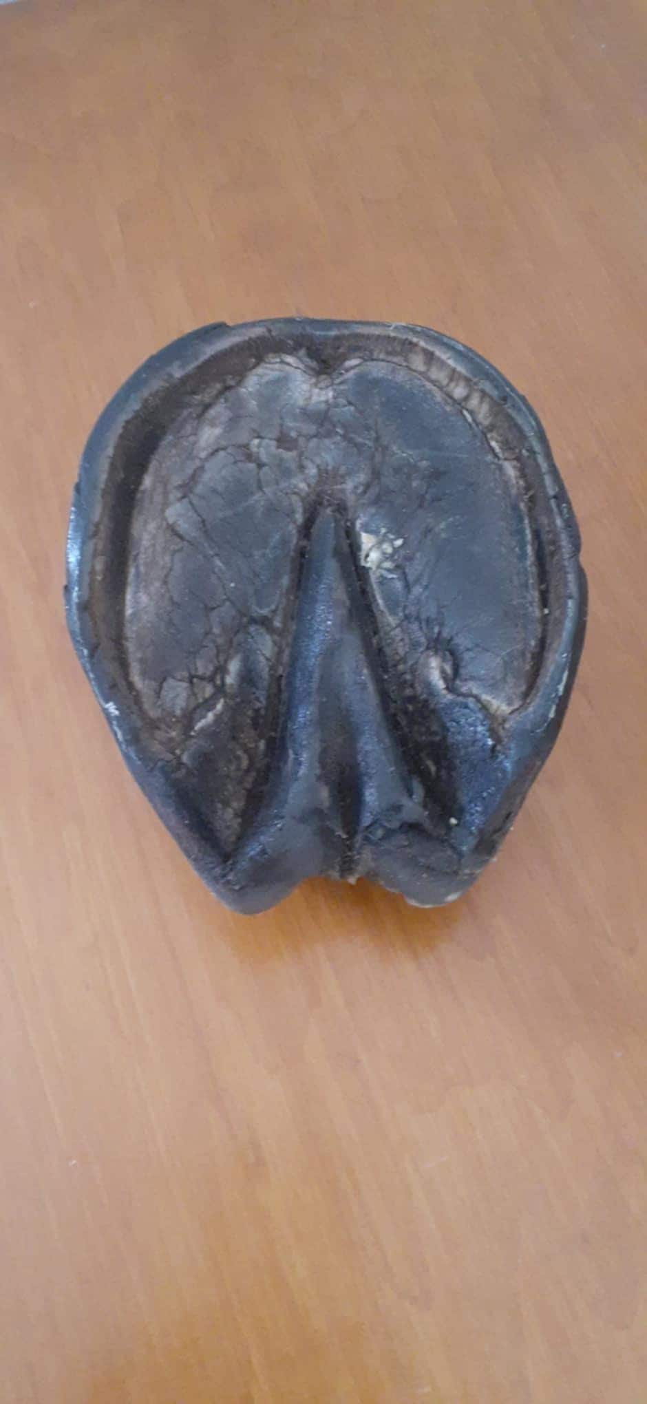 Black horse hoof taxidermy